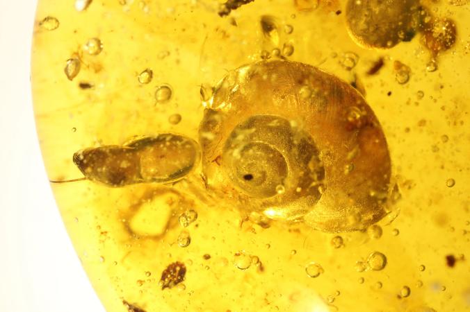 amber snail