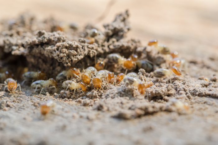 all-female termite