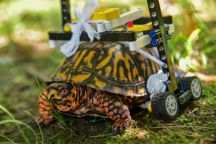 lego wheelchair turtle