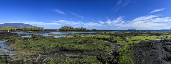 Fernandina giant tortoise landscapes galapagos islands