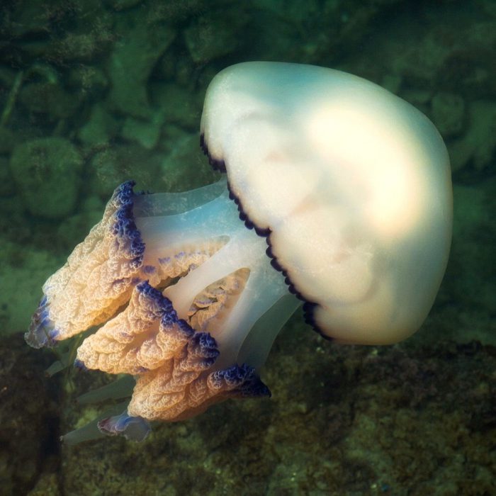 human-sized jellyfish