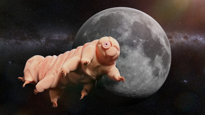 tardigrades moon