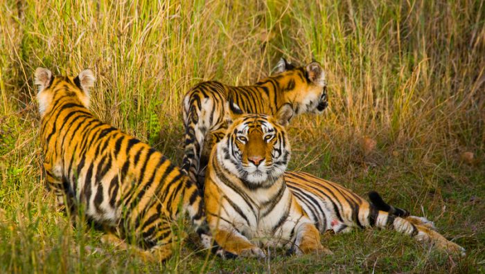 tiger tigers