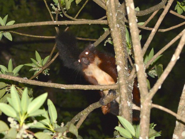 giant flying squirrel