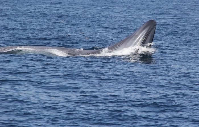 Two beats per minute: Blue whale's heart reaches shocking low - Owl