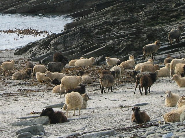 orkney sheep