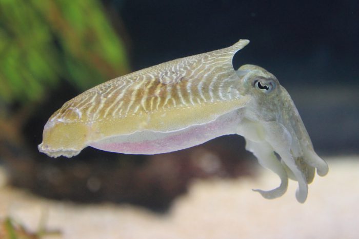 cuttlefish