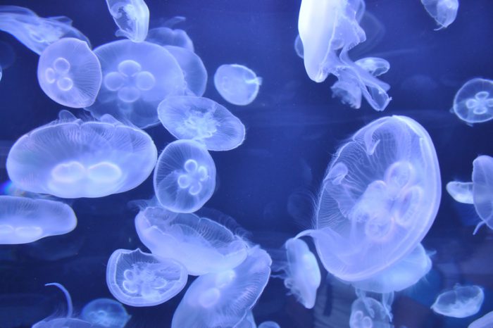 Bionic jellyfish can swim three times faster than normal - Owl Connected