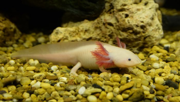 The magic of axolotl genes...revealed? - Owl Connected