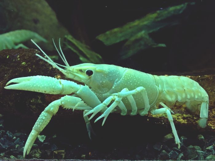 prawn swimming in sea