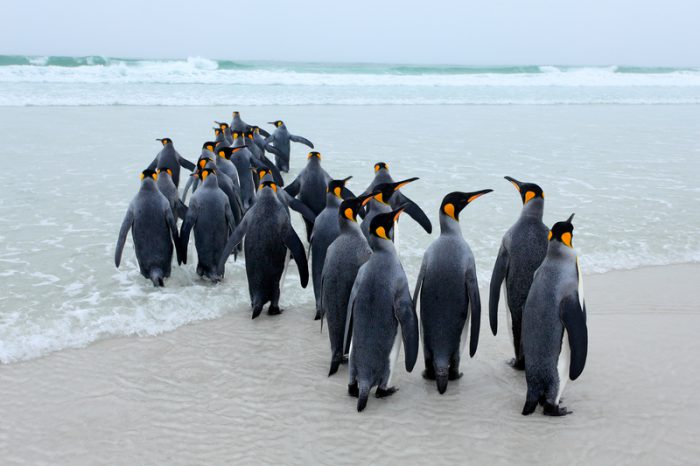 penguins talk