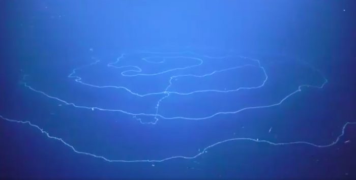 siphonophore long stringy stingy thingy