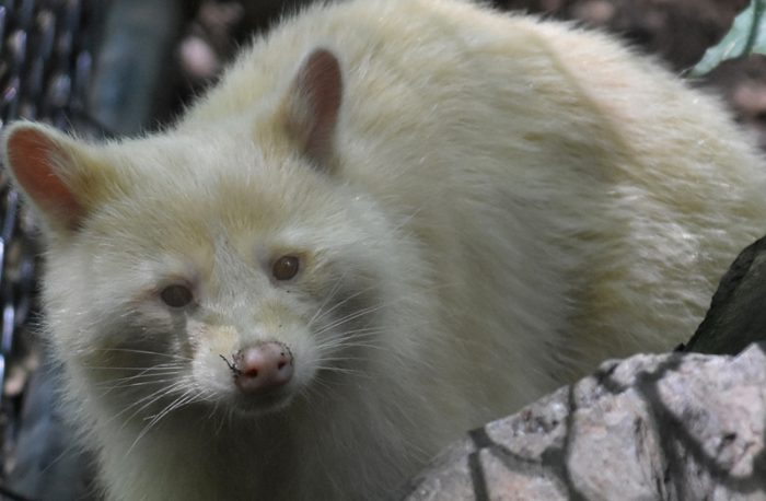 Toronto's white knight? Albino raccoon spotted in backyard
