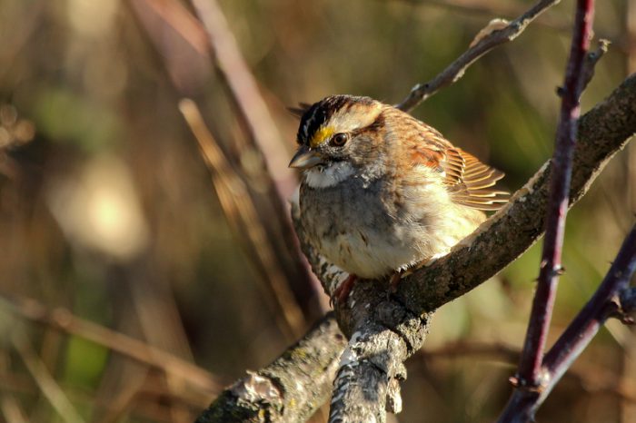 sparrow song