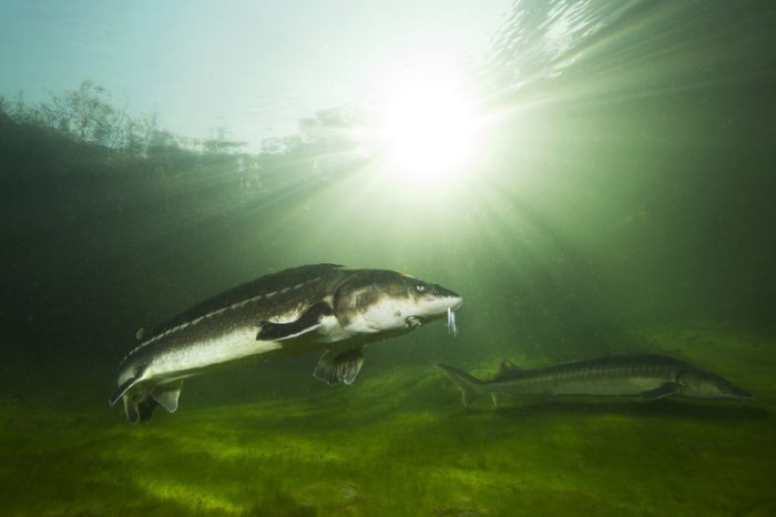 Sturddlefish: hybrid fish amazes scientists