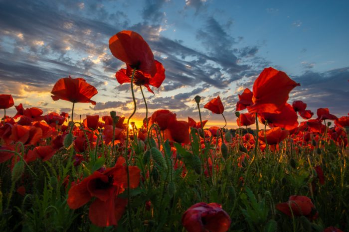 poppy mask