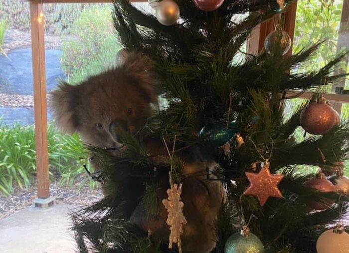 koala christmas tree