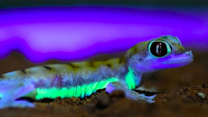 glowing geckos