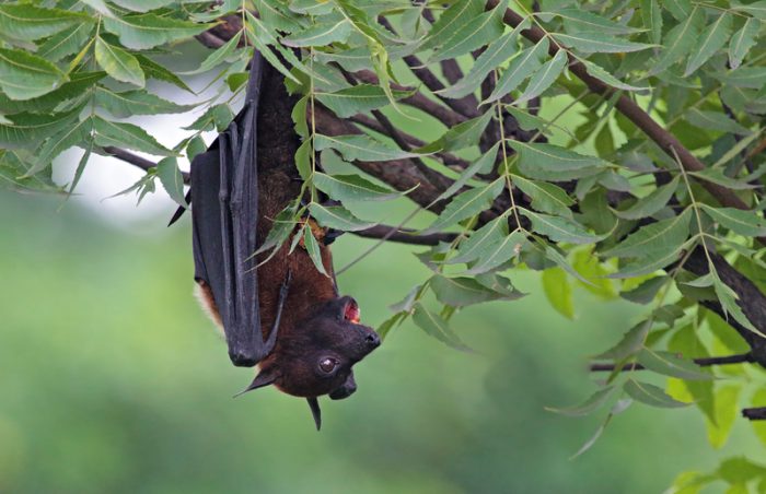 fruit bat soft toy