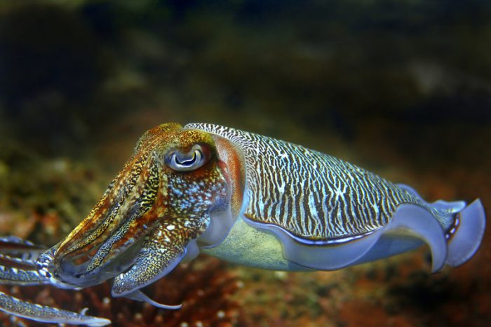 cuttlefish