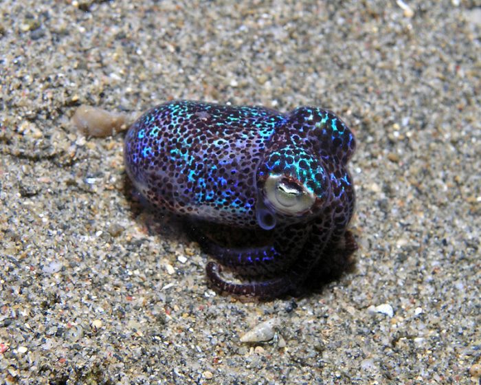 bobtail squid