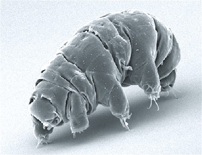 tardigrade