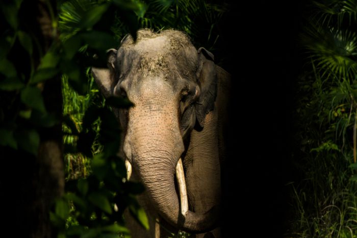 asian elephant