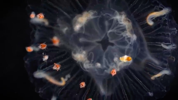antarctic jellies