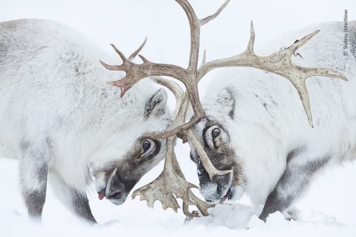 Here are the winners of the 2021 Wildlife Photographer of the Year Contest
