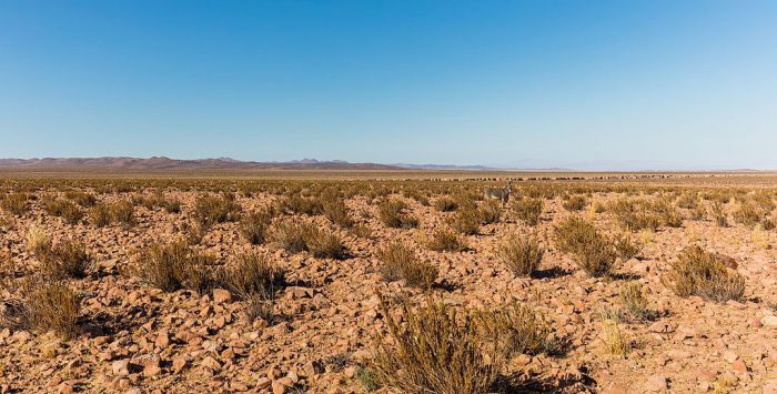 Unlocking plant survival secrets in the Atacama Desert