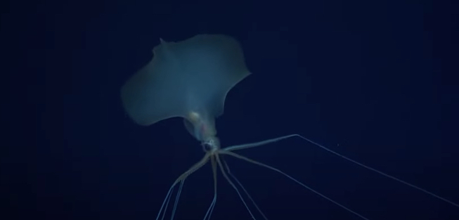 Eerie video captures footage of 'alien-like' squid