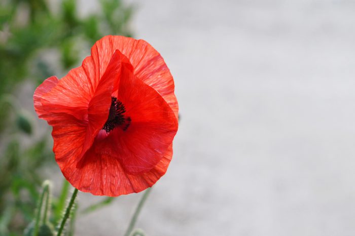 Remembering a century of the poppy in Canada
