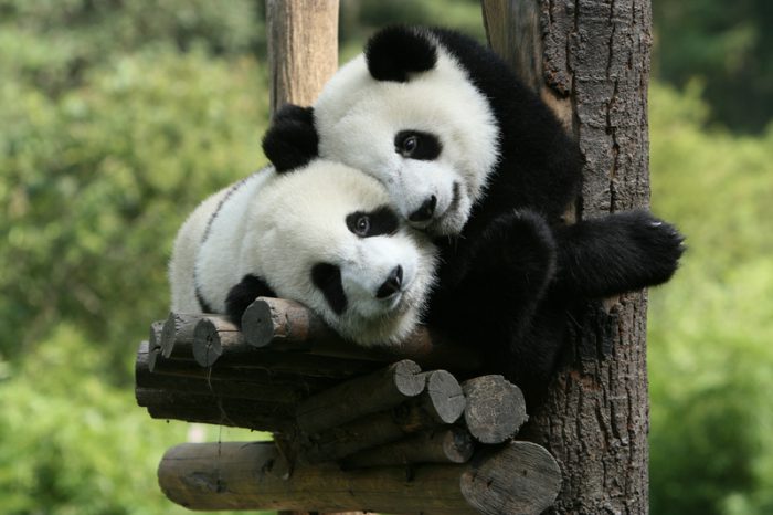Why the giant panda's success is great for us all