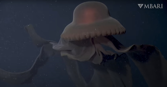 Watch the giant phantom jelly emerge from the deep!