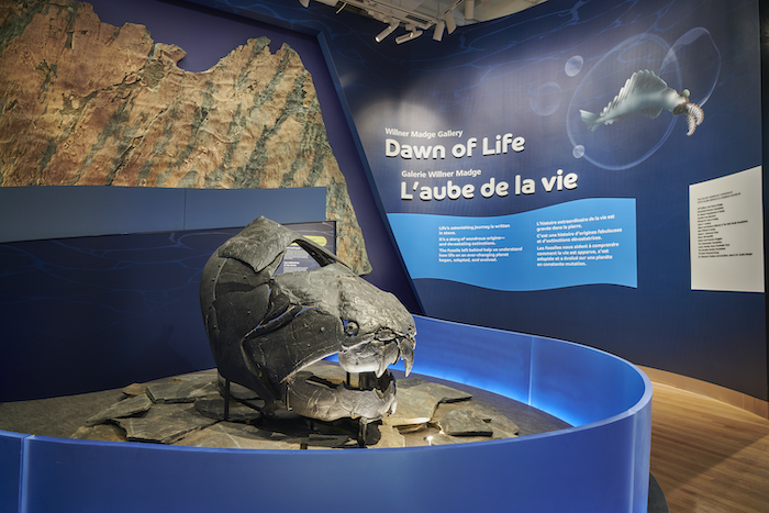 REVIEW: Dawn Of Life exhibit at the ROM