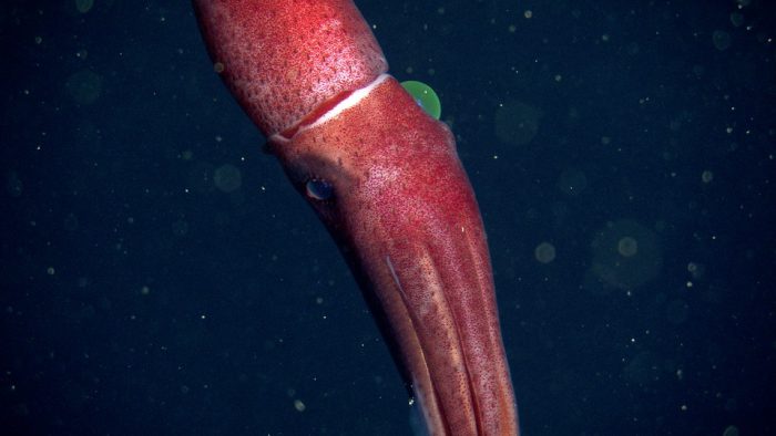 One eye up, one eye down! Meet the strawberry squid