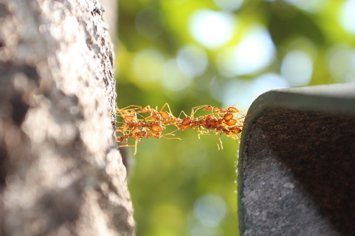 Thinking of building something? Take some tips from these ants!