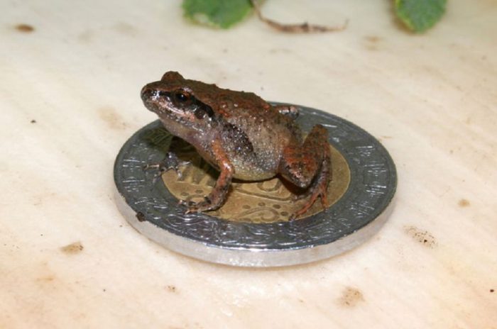 Hop to it! Six new frog species found in Mexico