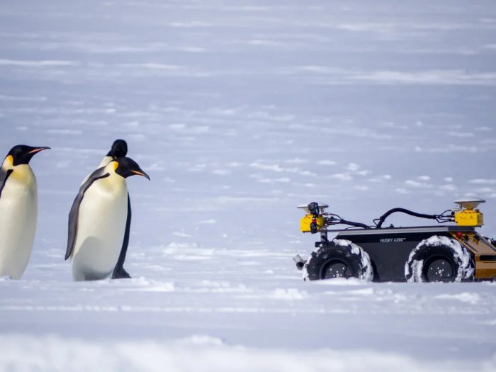 ECHO is a robot hanging out with emperor penguins