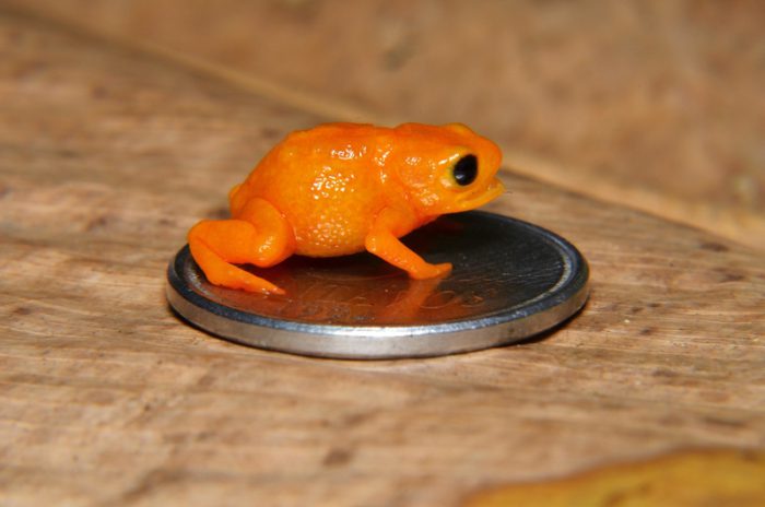 The pumpkin toadlet is maybe cutest, and clumsiest, amphibian ever