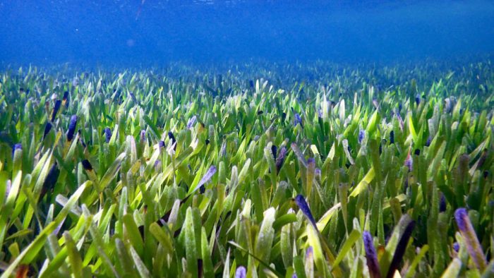 This seagrass meadow is the world's biggest clone