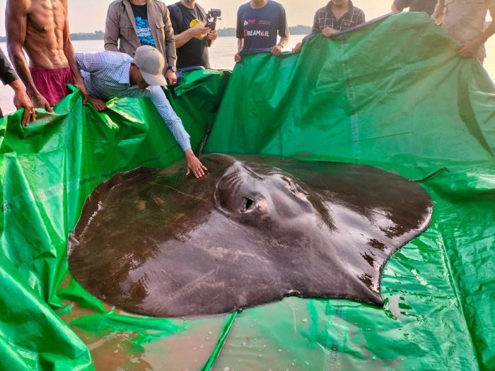 World's largest freshwater fish caught in Mekong River
