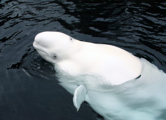 Let's all watch the Beluga Cam!