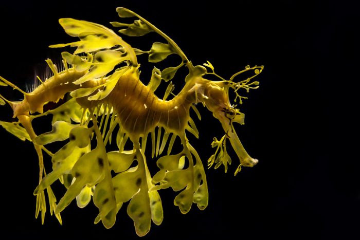 Strange and wonderful seadragon genes