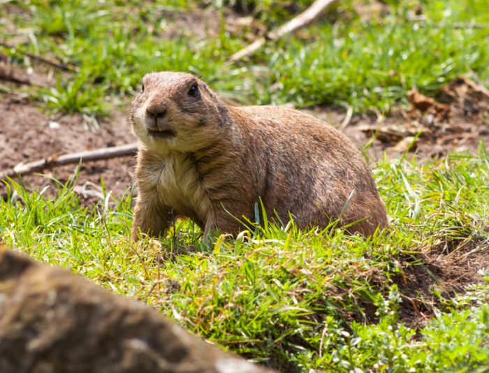 Study claims that pocket gophers are farmers