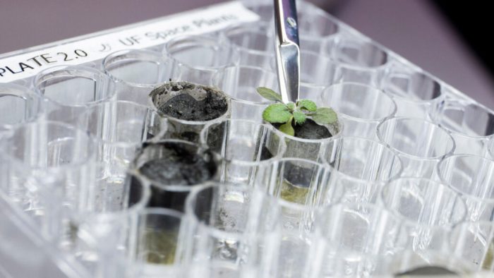 See the first plants grown in Moon dirt
