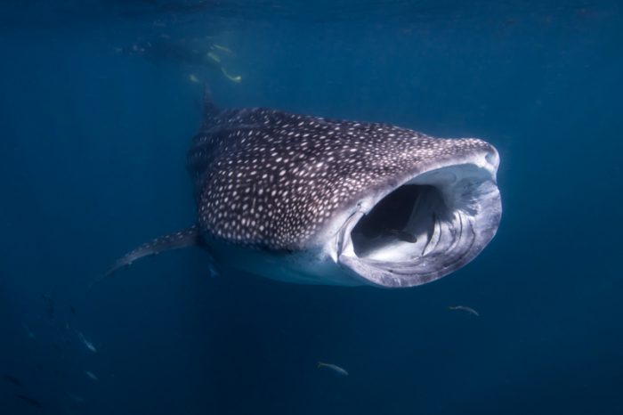 Whale sharks are omnivores, study says