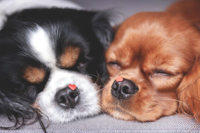 Dogs ‘see’ with their noses, says study