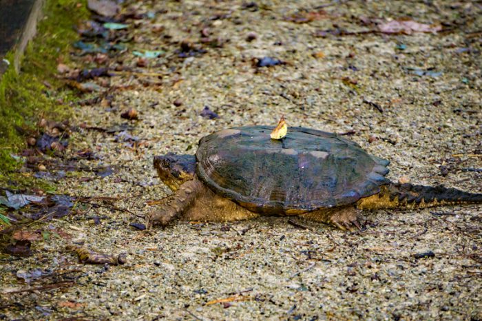 How the Canadian Wildlife Federation is helping save endangered turtles