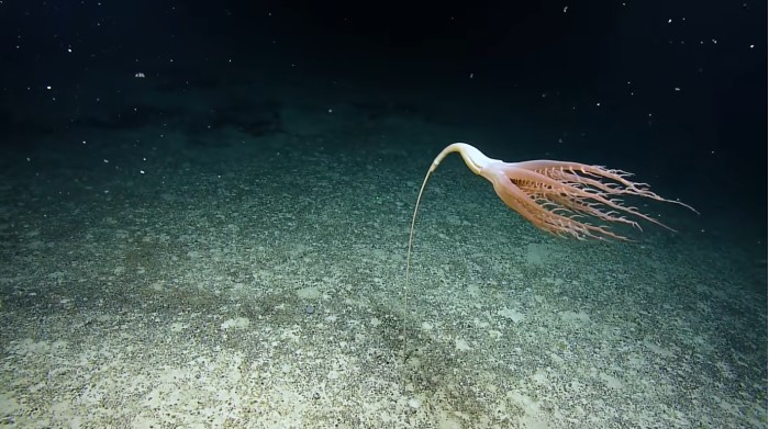This remarkable sea pen is not for writing